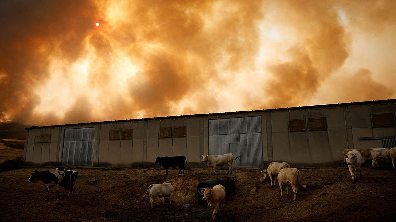 Zamora sufre el fuego sin control de Ourense | Ver