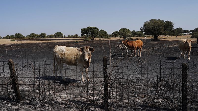 Los incendios arrasan el noroeste de Castilla y León - Telediario Fin de Semana | Ver