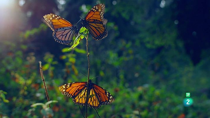Som Documentals - Els supervivents definitus de la naturalesa - 4.Els vint millor voladors