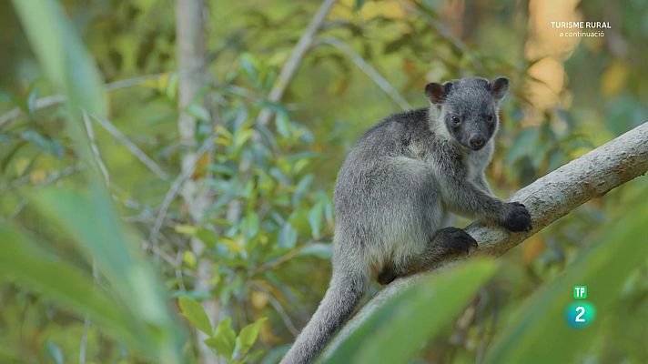 Som Documentals - Cangurs arborícoles. Fantasmes del bosc
