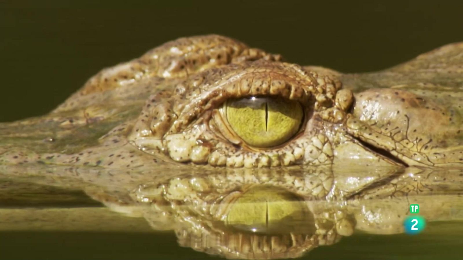 Els supervivents definitus de la naturalesa - 5.Els vint millor caçadors - Grans documentals - Som Documentals | Veure documental