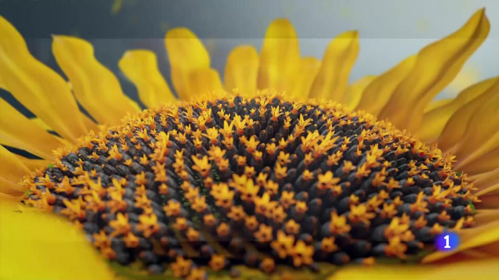 El tiempo en Andalucía - 18/08/2025