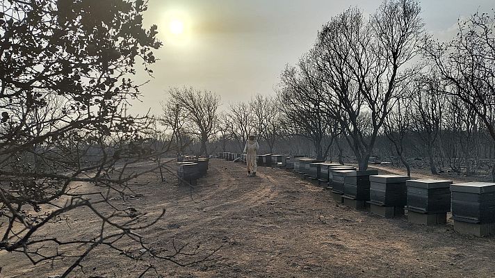 Telediario 1 - El avance del fuego deja pérdidas a ganaderos y apicultores en León