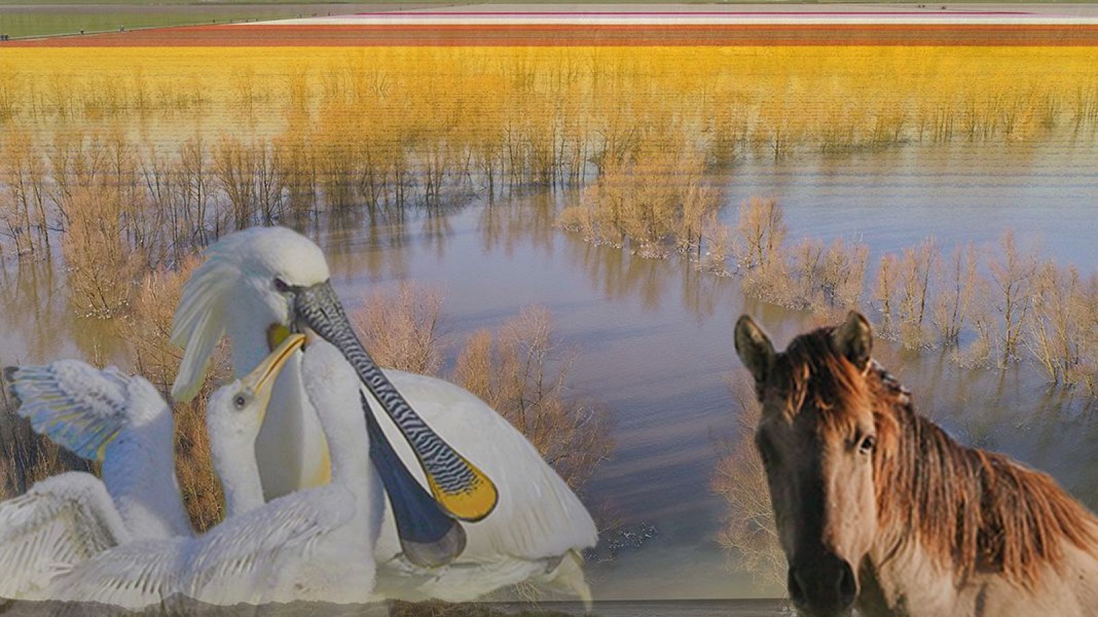 Somos documentales - Los Países Bajos salvajes, un país bajo el nivel del mar - Somos Documentales | Ver documental