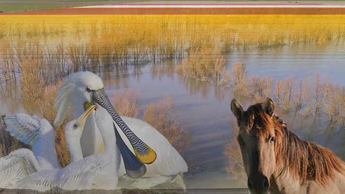 Somos Documentales - Los Países Bajos salvajes, un país bajo el nivel del mar