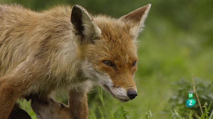 Som Documentals - Països Baixos salvatges. Un país per sota del nivell del mar