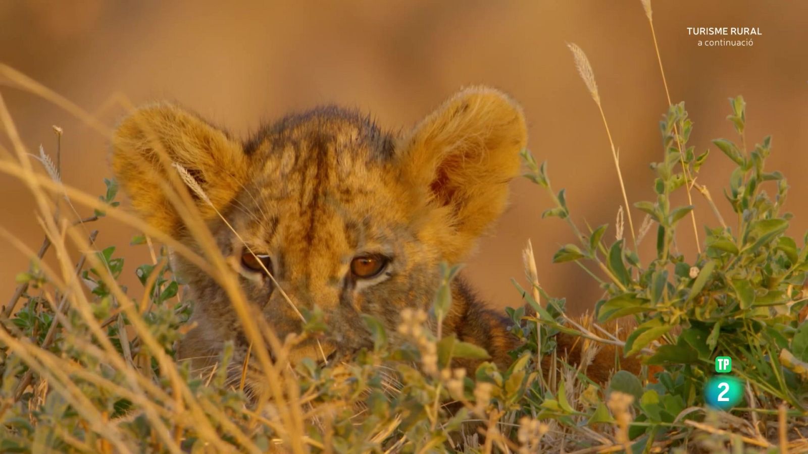 Els caçadors d'Àfrica. Episodi 2: Companys d'armes - Grans documentals - Som Documentals | Veure documental