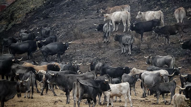 Miles de vacas desplazadas por los incendios - Telediario 1 | Ver
