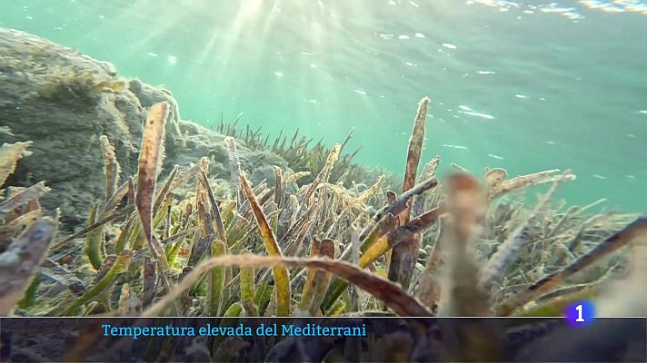 L'informatiu - Comunitat Valenciana - L'Informatiu de la Comunitat Valenciana 2 - 19/08/25