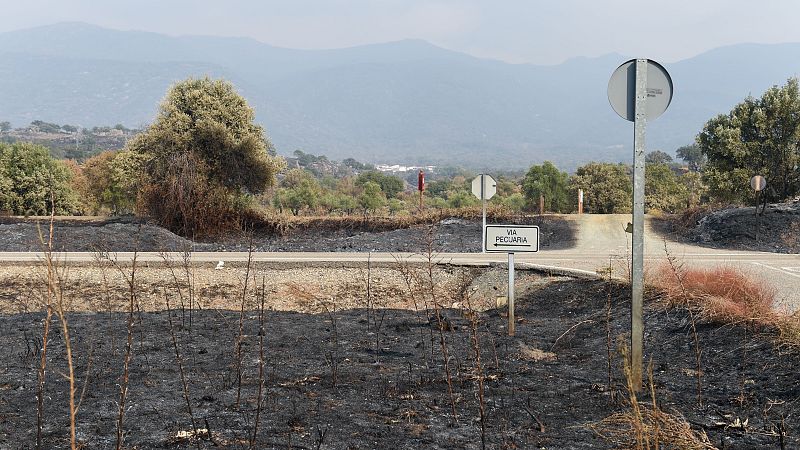 Los vecinos protegen los cerezos de Jerte, en Extremadura | Ver