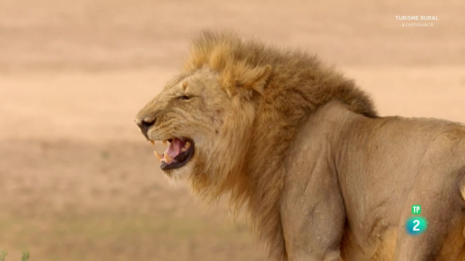 Els caçadors d'Àfrica. Episodi 3: Els reis de Nsefu - Grans documentals - Som Documentals | Veure documental