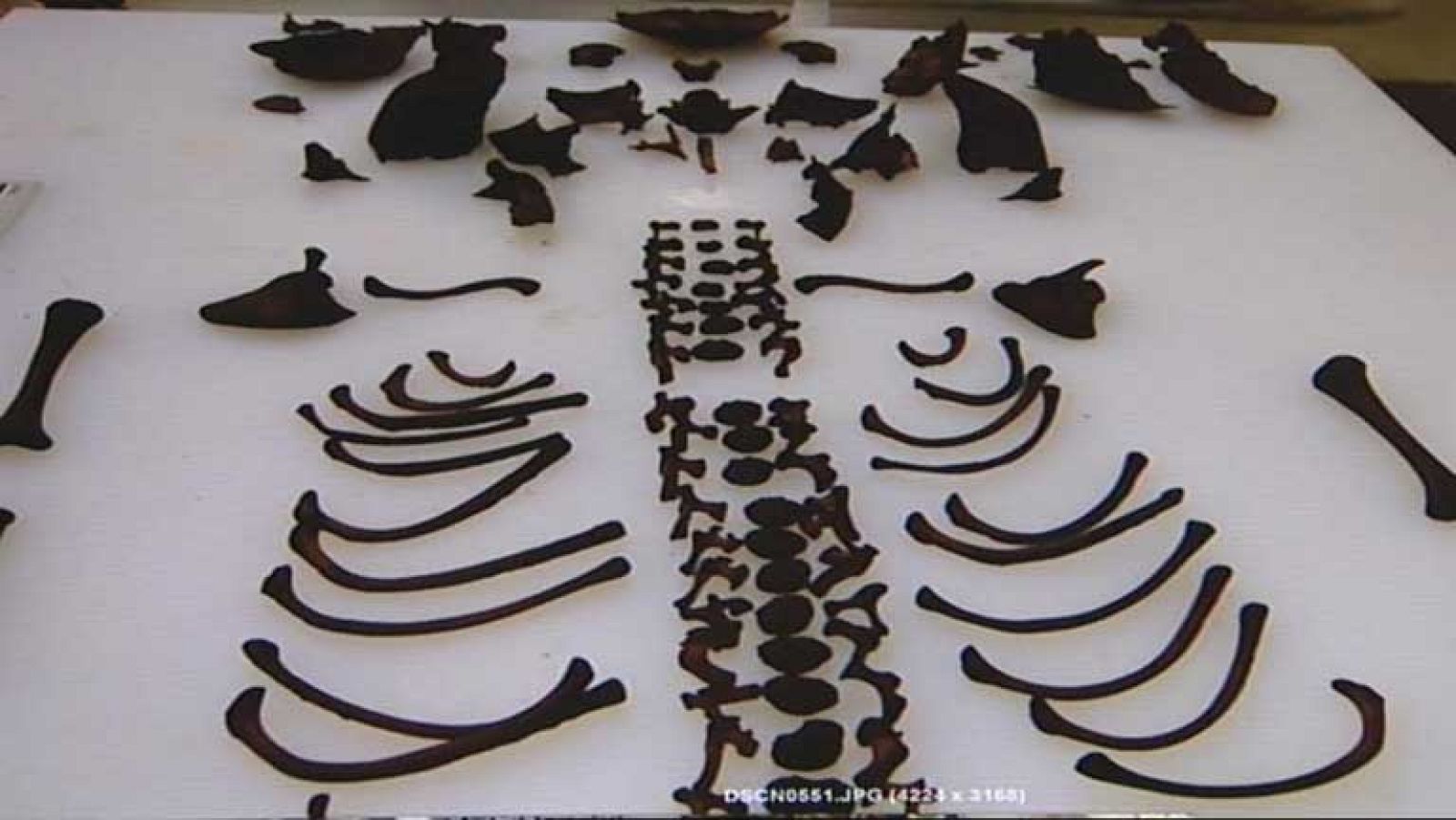 Primera exhumación por el protocolo aprobado para los casos de los bebés robados