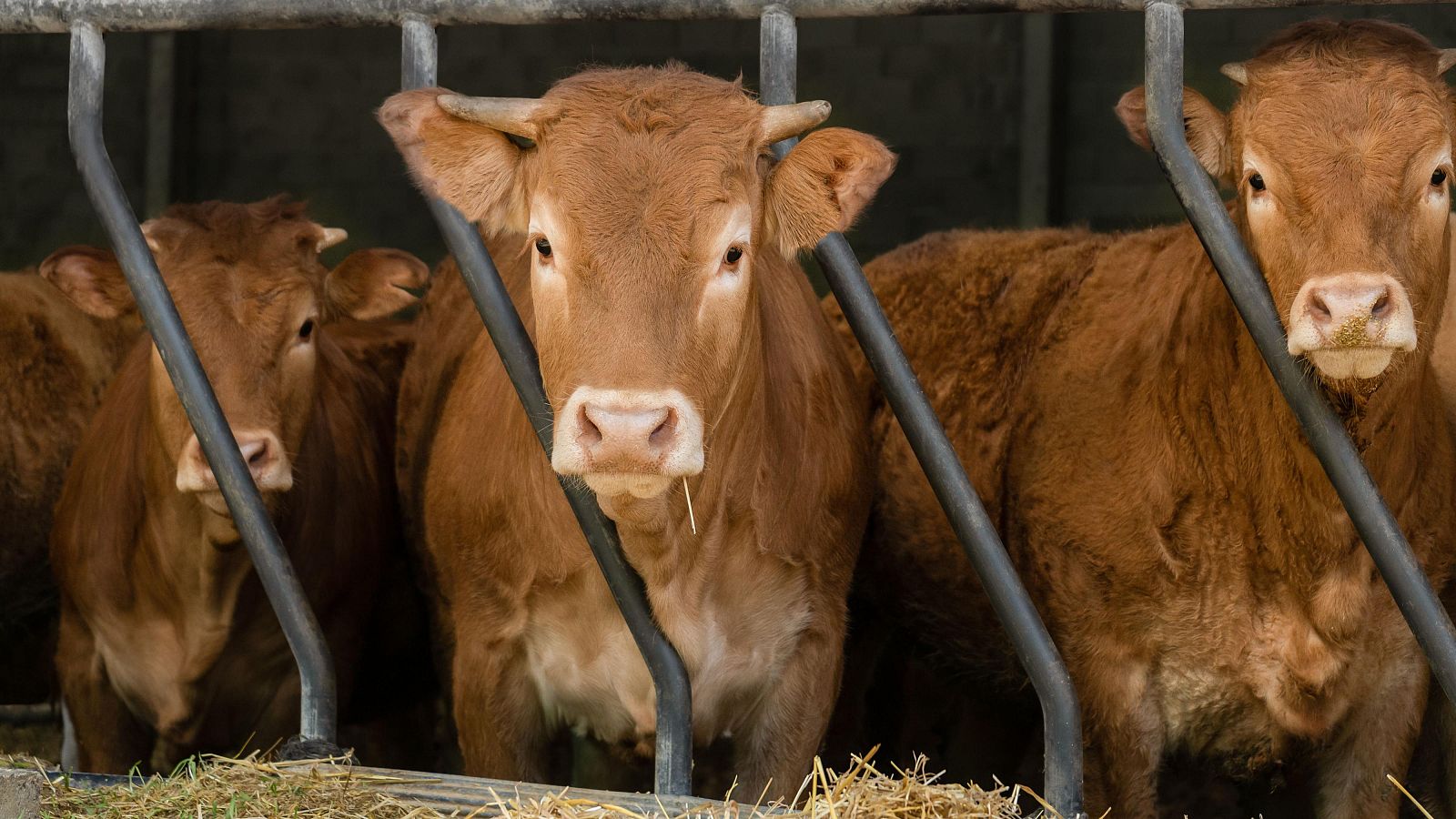 La ganadería gallega, sin pastos por los incendios | Ver
