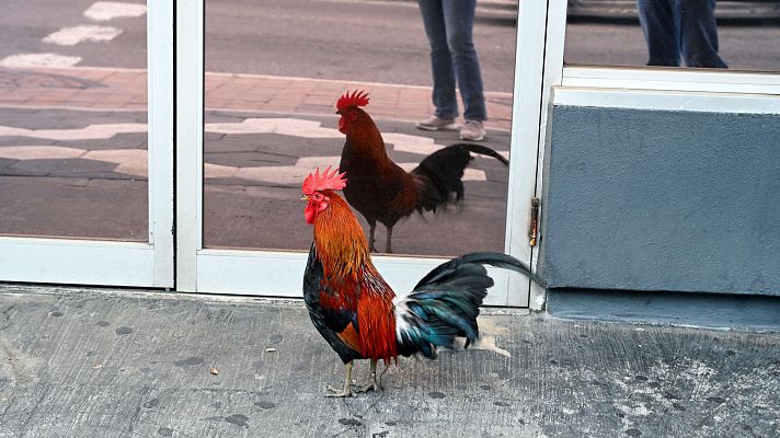 Telediario 1 - Gallos y gallinas invaden los parques de Torrevieja