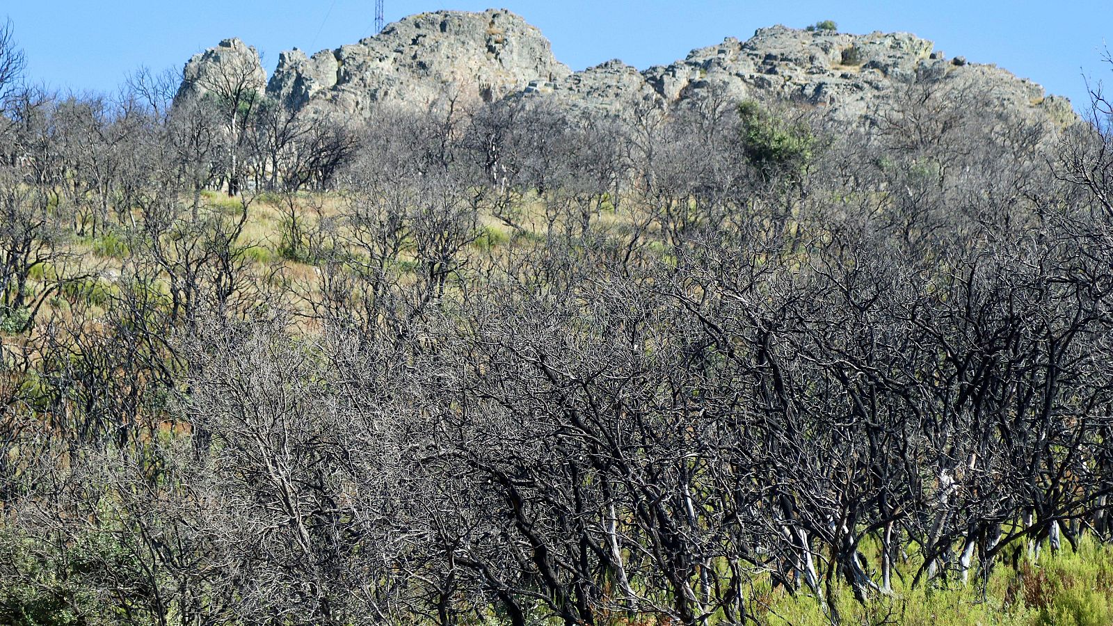Sierra de la Culebra: tres años después del gran incendio. | Ver