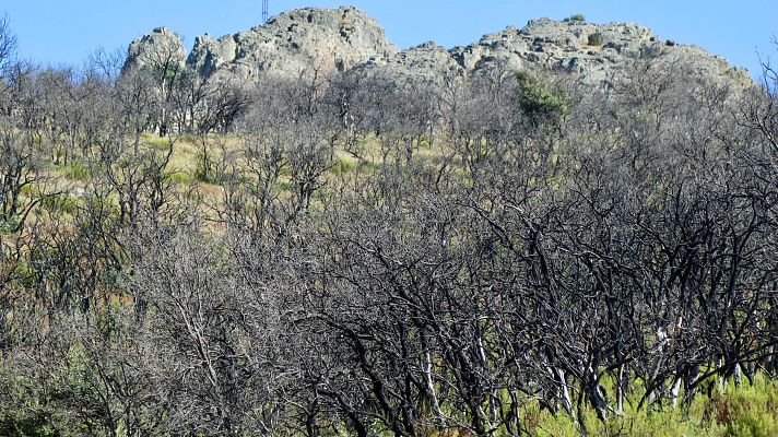Telediario 1 - Sierra de la Culebra: tres años después del gran incendio el miedo persiste