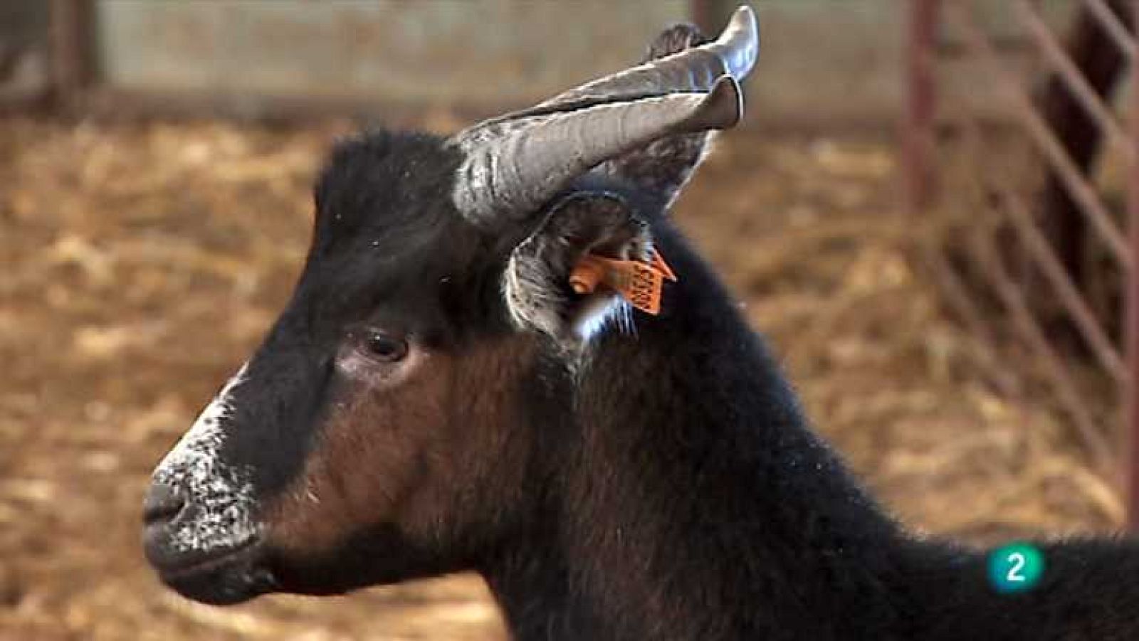 Agrosfera - 19/01/13 - Ver ahora