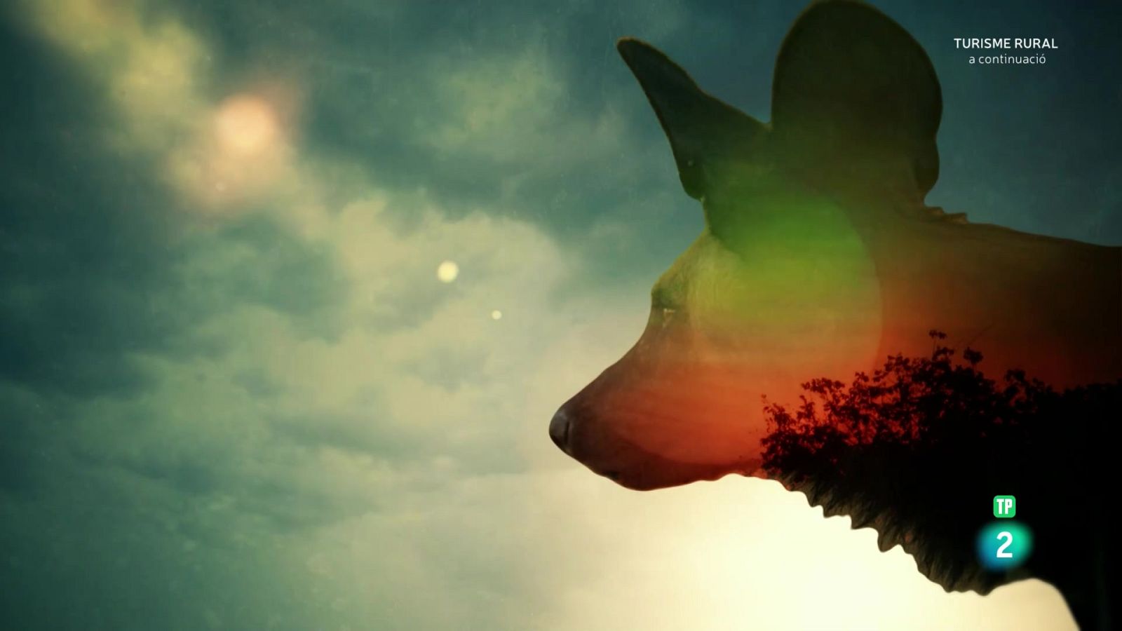 Els caçadors d'Àfrica. Episodi 5: La canilla de Hot Springs - Som Documentals | Veure documental