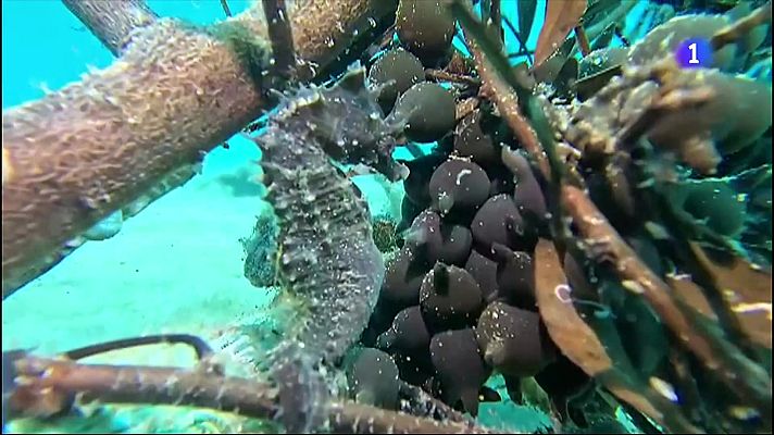 L'Informatiu - Descoberta una colònia de cavallets de mar a l'Estartit