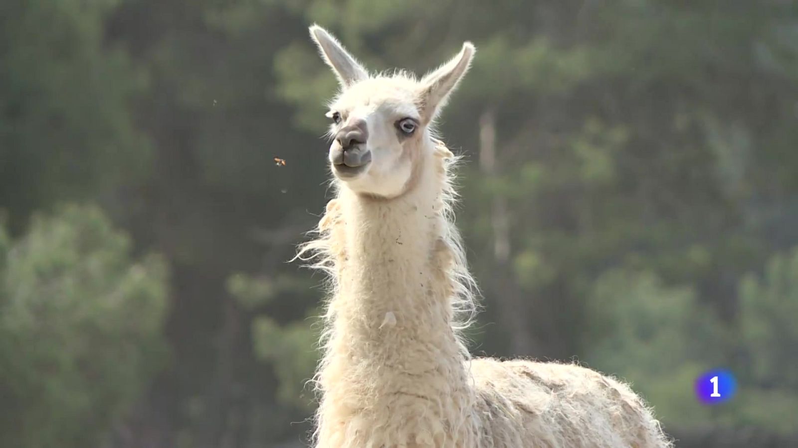 L'Informatiu de la Comunitat Valenciana 1 - 22/08/25 - L'informatiu - Comunitat Valenciana | Ver