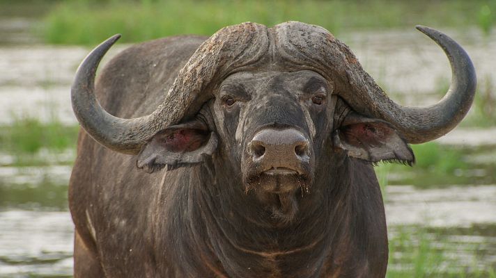 Somos documentales - Muerte en el río - Somos Documentales | Ver documental