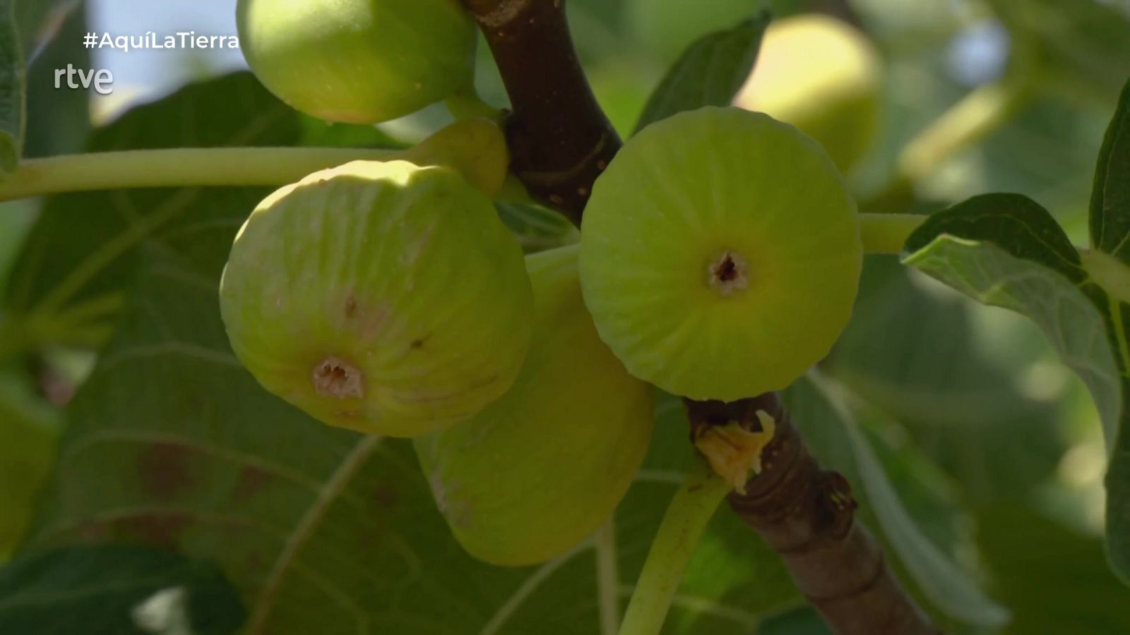 Aquí la Tierra - 22/08/25 - Aquí la Tierra | Ver