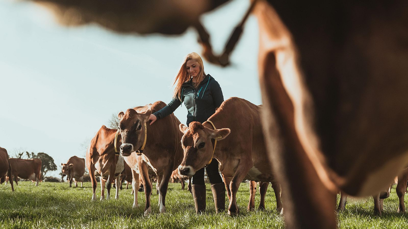 Los efectos de los incendios golpea a los ganaderos más jóvenes | Ver
