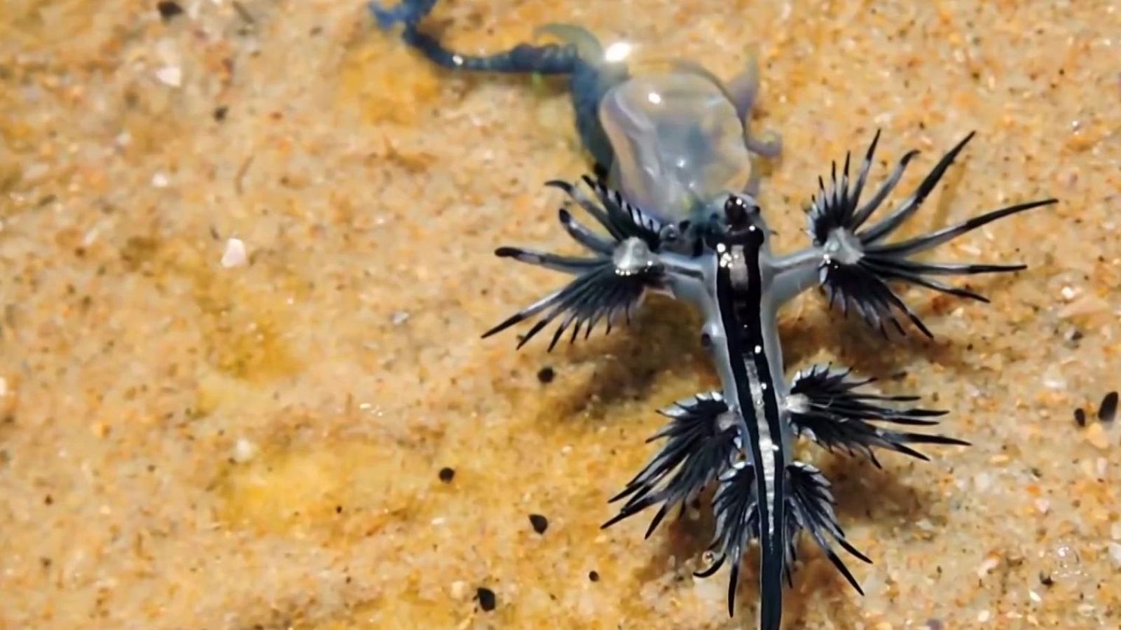 El dragón azul invade la costa mediterránea | Ver