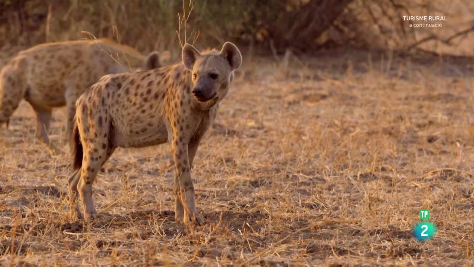 Els caçadors d'Àfrica. Episodi 6: L'hereva del clan - Som Documentals | Veure documental