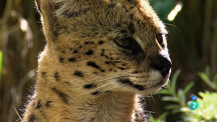 Som Documentals - Els rius més perillosos