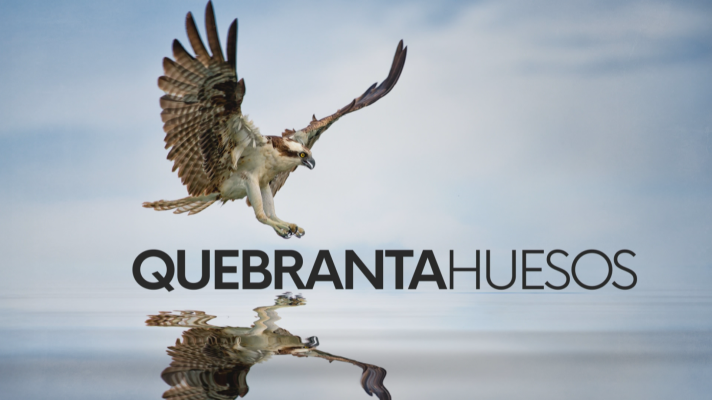 Noticias Andalucía - CRÍA DE QUEBRANTAHUESOS