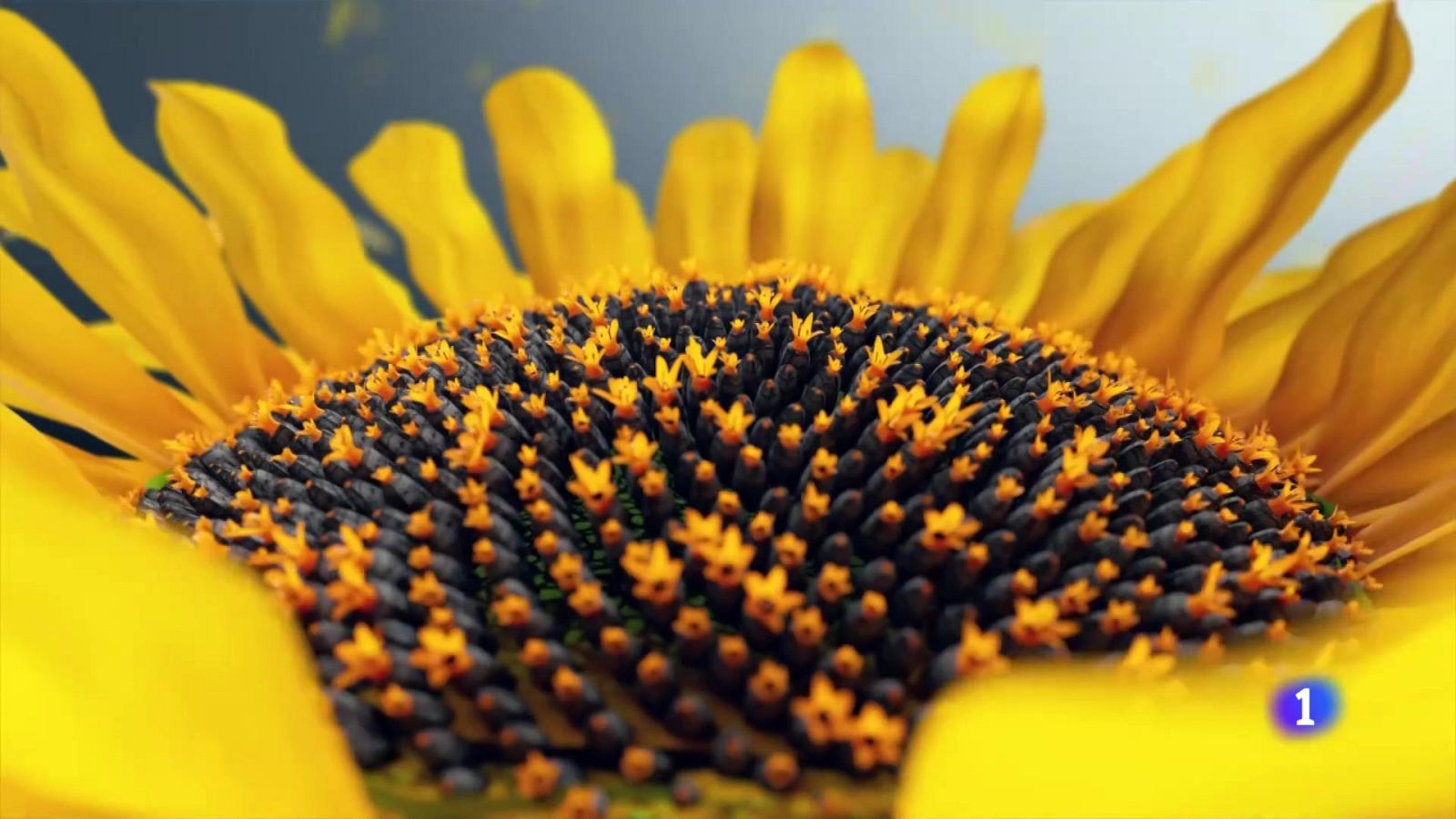 El tiempo en la Comunitat Valenciana - 25/08/2025 | Ver