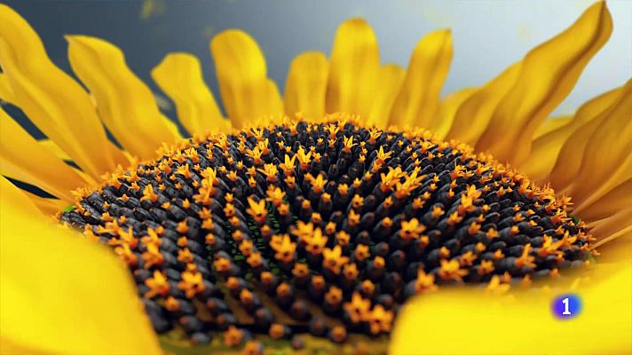 L'informatiu - Comunitat Valenciana - El tiempo en la Comunitat Valenciana - 25/08/2025