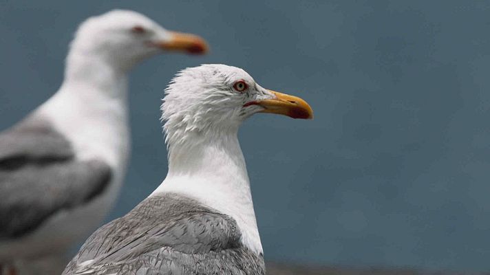 Somos documentales - Las islas salvajes de Lanzarote - Somos Documentales | Ver documental