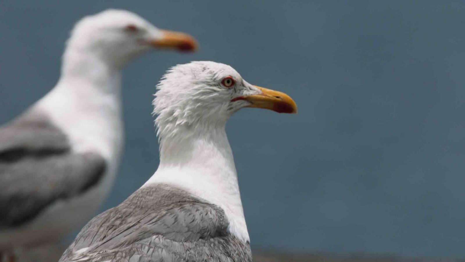 Somos documentales - Las islas salvajes de Lanzarote - Somos Documentales | Ver documental