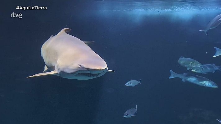 Aquí la Tierra - Aquí la Tierra - 25/08/25