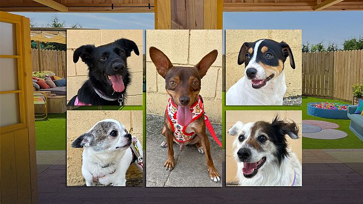 Dog House - Programa 7