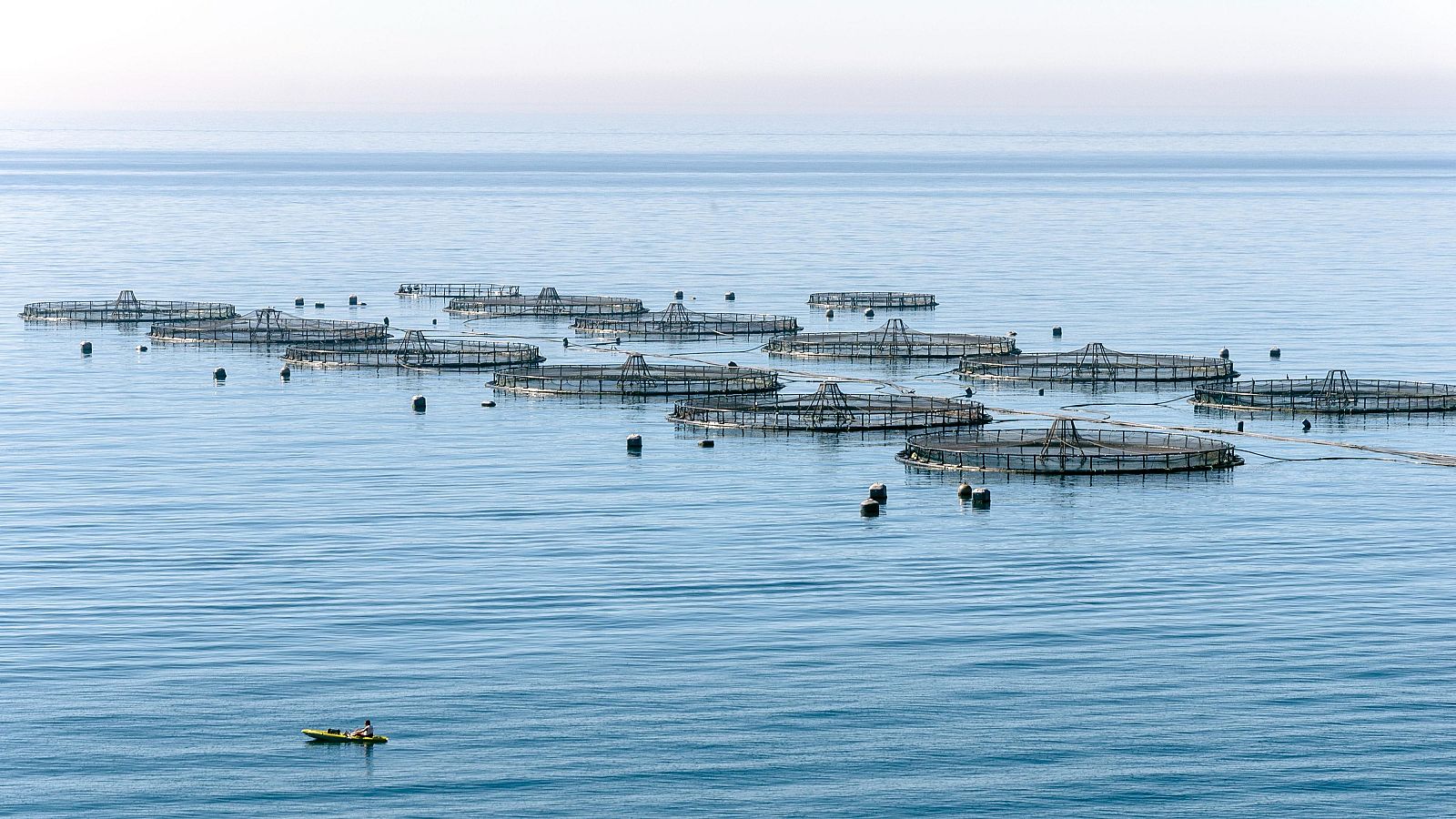 El 50% del pescado que se consume proviene de la acuicultura - Telediario 1 | Ver