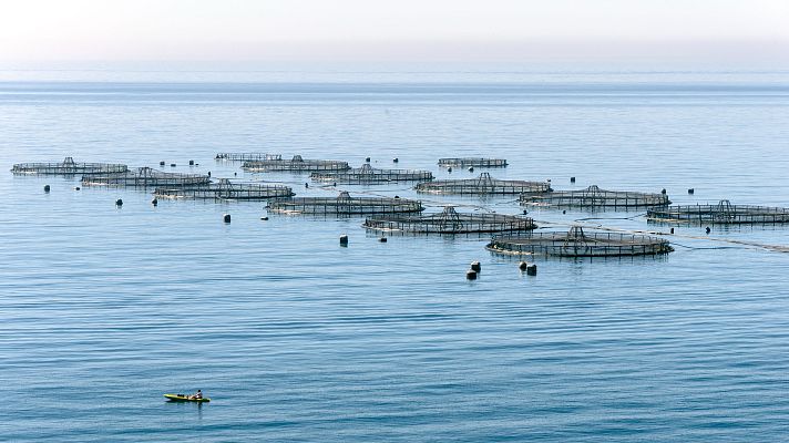 Telediario 1 - El 50% del pescado que se consume proviene de la acuicultura