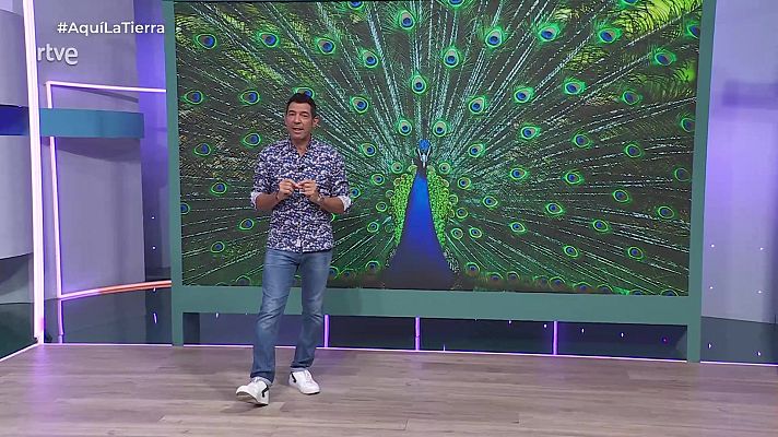 Aquí la Tierra - Aquí la Tierra - 26/08/25