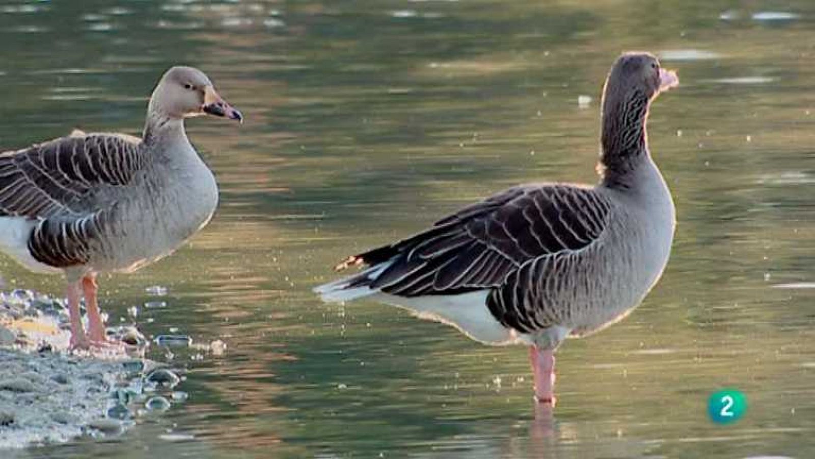 Biodiario - 20/01/13 - ver ahora