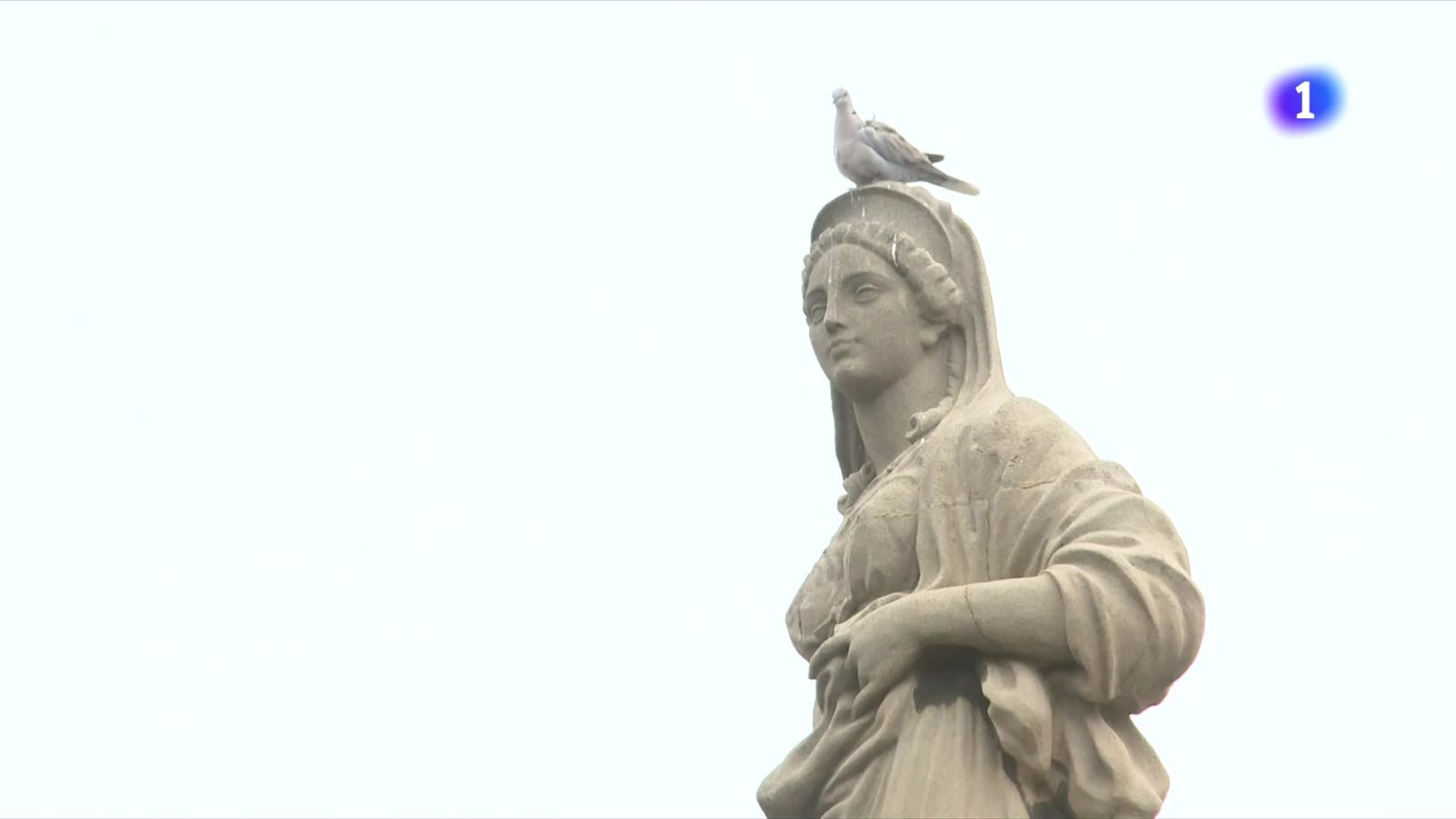 L'Ajuntament i el Port de Tarragona, contra la plaga de coloms