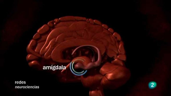 Redes - Nuestra visión inconsciente