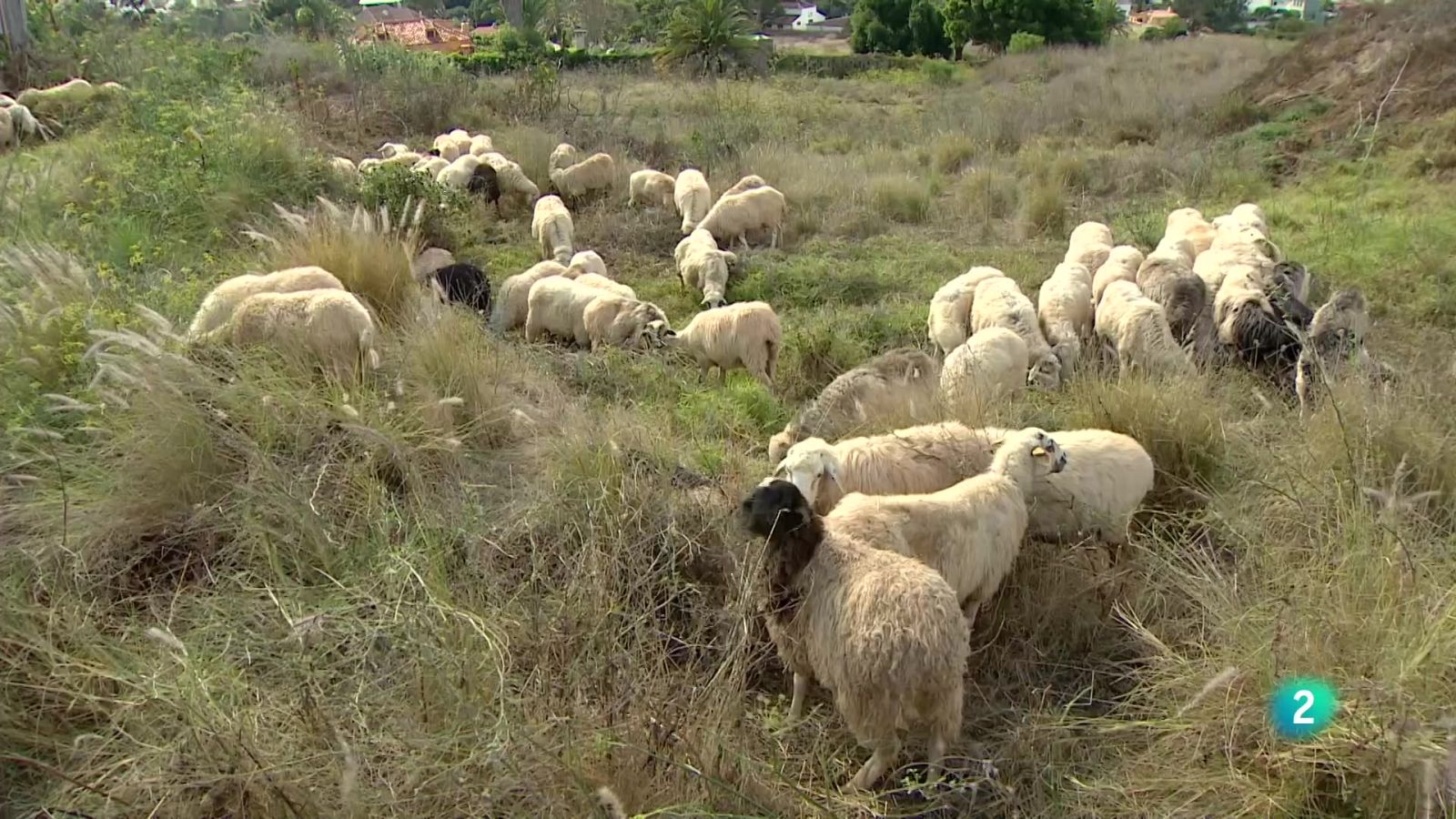 Telecanarias Tarde - 29/08/2025 | Ver