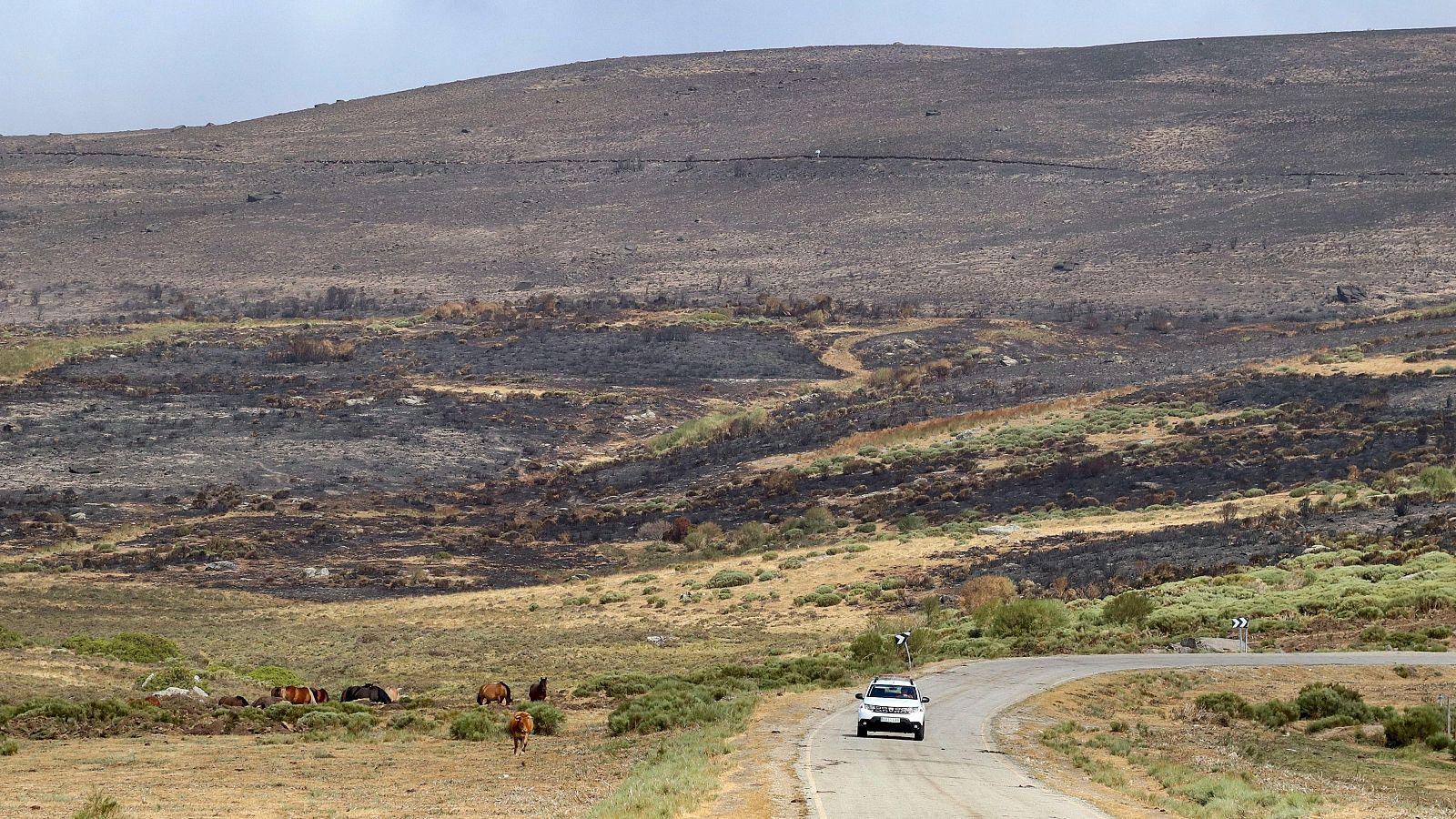 Paisajes mosaico contra los grandes incendios | Ver
