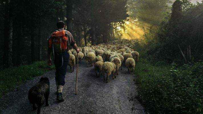 Telediario 1 - El pastoreo, esencial para reducir los fuegos