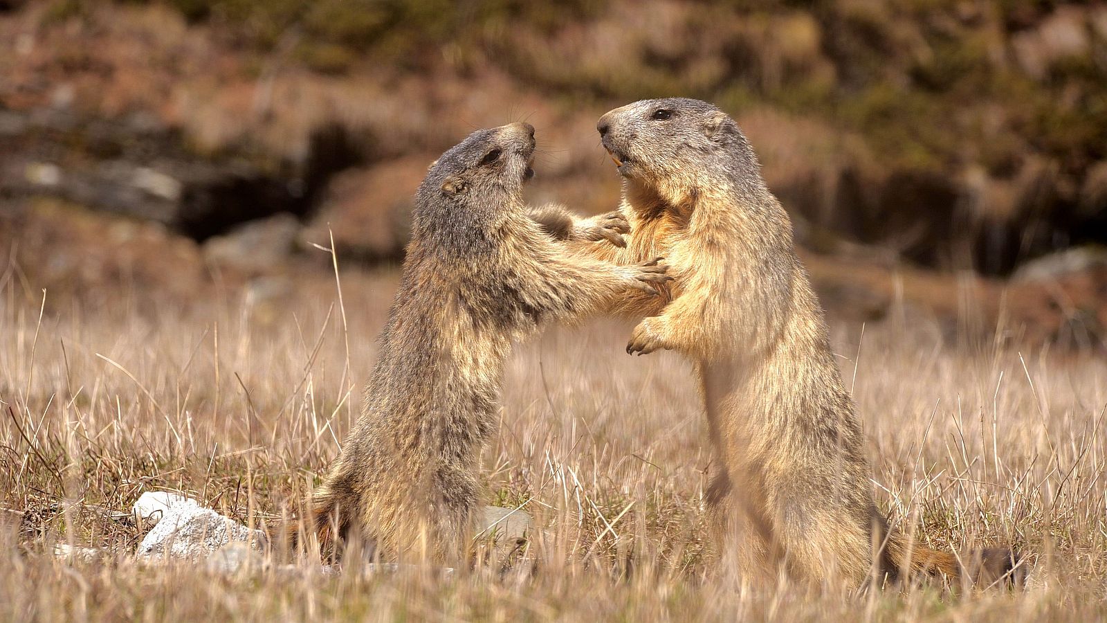 Somos documentales - El clan de las marmotas - Somos Documentales | Ver documental