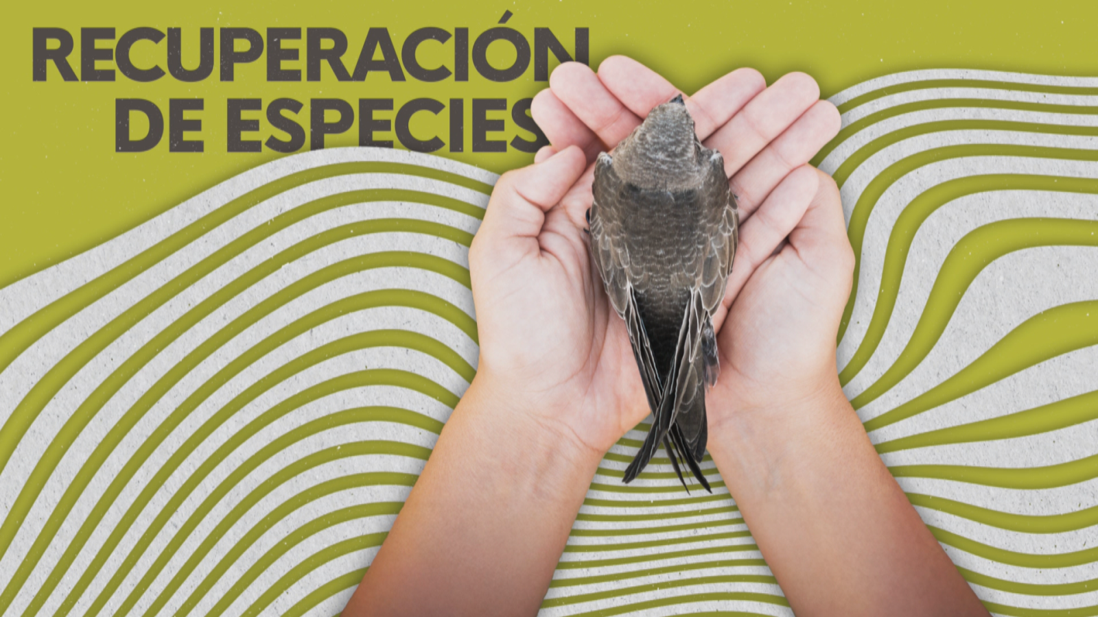 RECUPERACIÓN DE ESPECIES - Noticias Andalucía | Ver