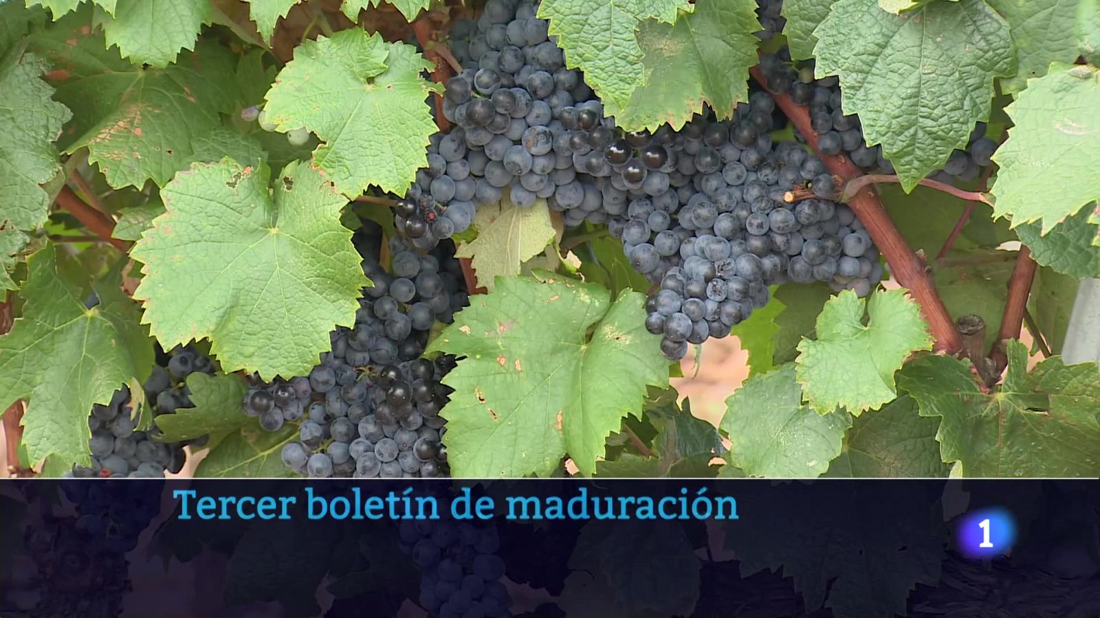 Informativo Telerioja 2 - 04-09-2025 | Ver