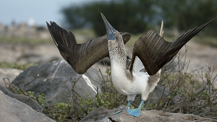 Somos documentales - Bestias del sexo: la necesidad de procrear - Somos Documentales | Ver documental